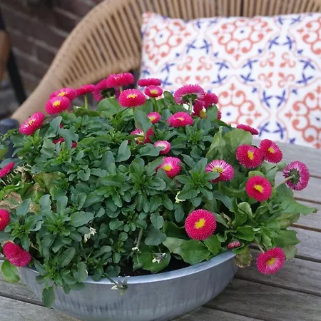 Het Anker Texel 3* De Cocksdorp (Texel)