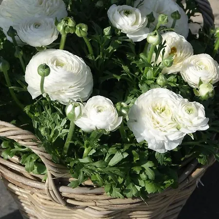 Het Anker Texel 3* De Cocksdorp (Texel)