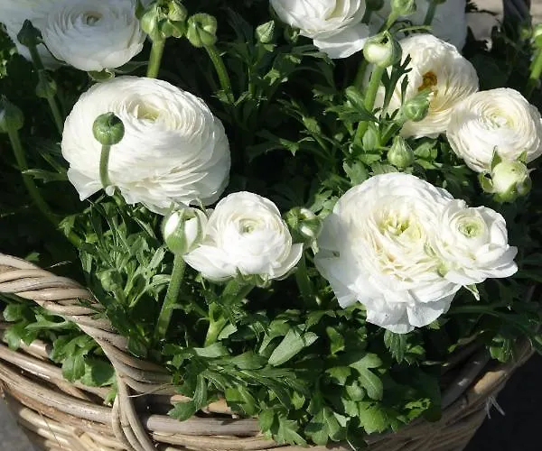 Het Anker Texel 3* Де-Коксдорп