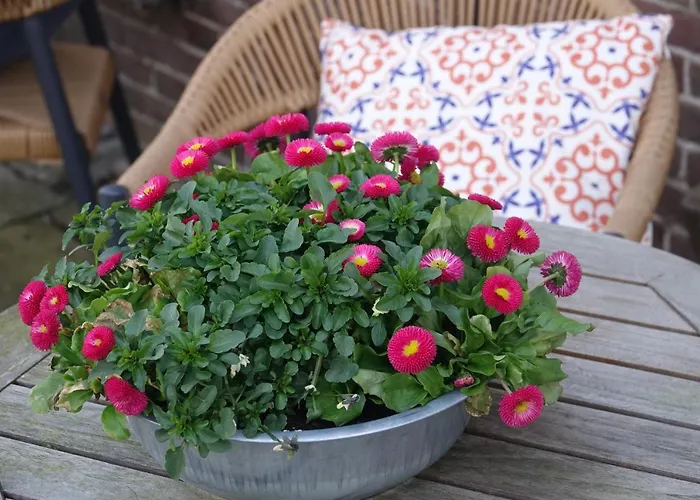 Het Anker Texel 3* De Cocksdorp (Texel)